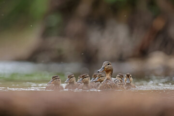kaczka krzyżówka (Anas platyrhynchos) duck © Bartosz Rakoczy