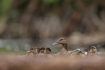 kaczka krzyżówka (Anas platyrhynchos) duck © Bartosz Rakoczy