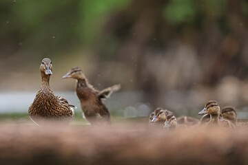 kaczka krzyżówka (Anas platyrhynchos) duck © Bartosz Rakoczy