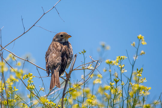 Tarla kirazkuşu &raquo; Corn Bunting &raquo; Emberiza calandra