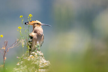 İbibik » Eurasian Hoopoe » Upupa epops © Yasin