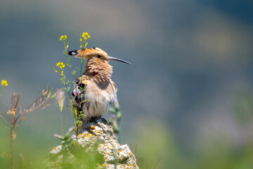 İbibik » Eurasian Hoopoe » Upupa epops © Yasin