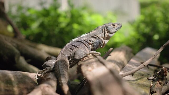 Gray iguana resting on pile of wooden logs in tropical environment. Reptile displays textured scales and dorsal spines against lush green bokeh background in natural daylight setting.