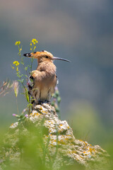 İbibik » Eurasian Hoopoe » Upupa epops © Yasin