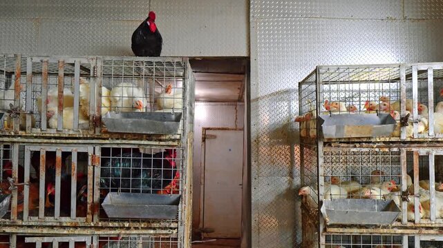 Black rooster perched atop cage at poultry market. Eye level view of dark feathered bird standing over wire enclosures filled with white chickens.
