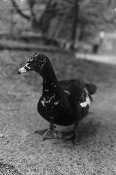 Muscovy Duck Standing on Ground in Outdoor Setting