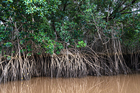 Boat trip on the Igarape do Urubu River, Delta das Americas to Ilha das Canarias, Brazil. South America