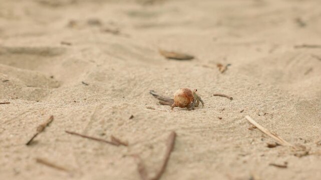 A tiny hermit crab carrying an orange-brown shell slowly crawls across soft beige sand scattered with small twigs and organic debris, shallow depth of field creating a blurred natural beach backdrop.