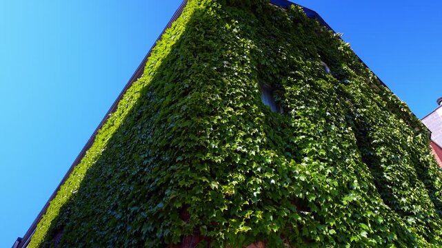 Ivy covered brick building facade against clear blue sky. Low angle perspective of dense green climbing vines filling the entire wall surface.