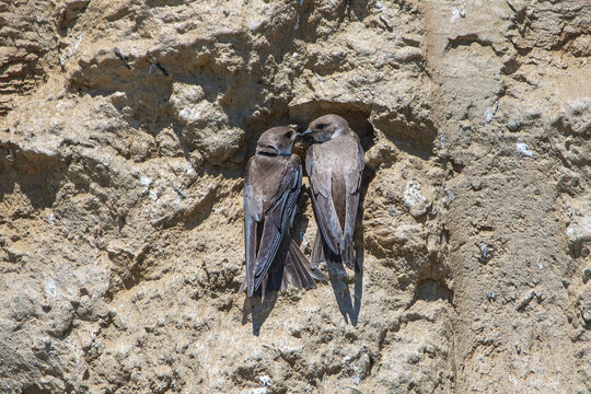 Kaya kırlangıcı &raquo; Eurasian Crag Martin &raquo; Ptyonoprogne rupestris

