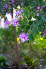 Fototapeta premium Bauhinia Purple Flowers and Bilobed Leaves on Tree Branch