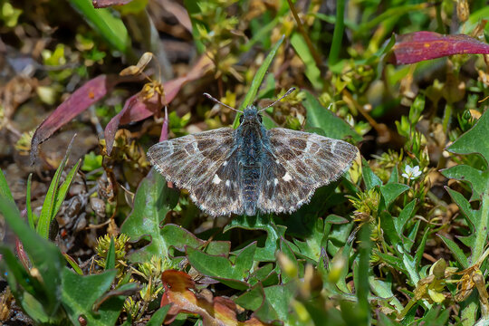 Hesperiidae / Hatmi Zıpzıpı / Mallow Skipper / Carcharodus alceae