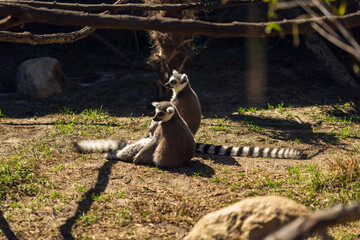 Fototapeta premium Two Ring-Tailed Lemurs Sitting Together on Ground