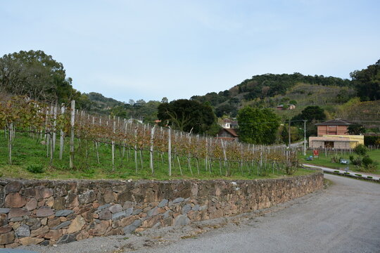 vale dos vinhedos - rs