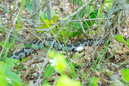 snake in the grass