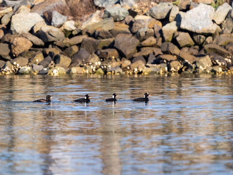 Four Surf Scoters Swimming Near a Rocky Shoreline
