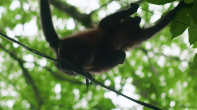 Howler monkey balances on wire cable while navigating through dense tropical rainforest canopy. Prehensile tail curls upward as primate moves across cable with green foliage bokeh background.