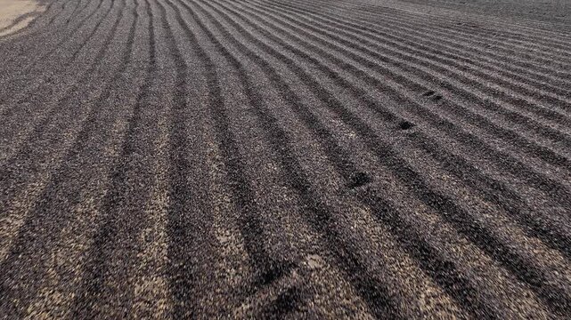 Neatly arranged rows of coffee beans drying on a traditional patio