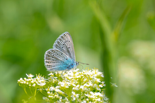Lycaenidae / &Ccedil;okg&ouml;zl&uuml; Mavi / Common Blue / Polyommatus icarus