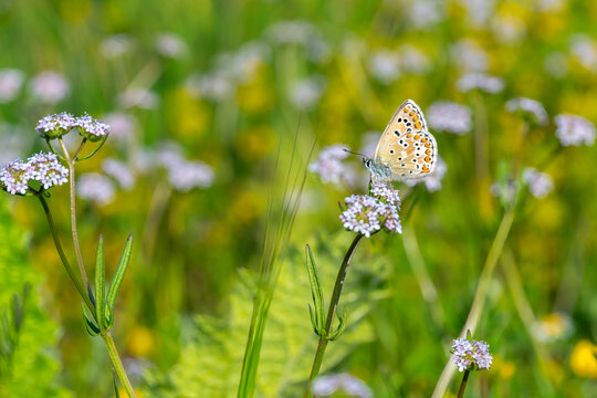 Lycaenidae / &Ccedil;okg&ouml;zl&uuml; Mavi / Common Blue / Polyommatus icarus