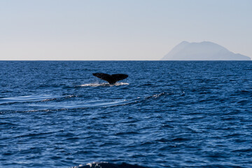 Naklejka premium Whale Fluke Breaking Surface in Open Ocean with Island Silhouette