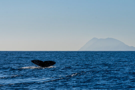 Whale Tail Fluke Breaking Surface of Blue Ocean with Island Silhouette
