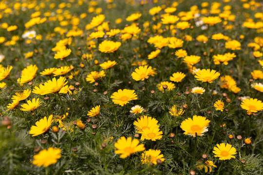 Fleurs jaunes dans un champ en pleine nature, grandes marguerites jaunes en gros plan, vue du dessus