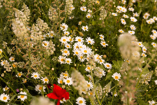 Gros plan dans un champ de fleurs sauvages, p&acirc;querettes blanches, coquelicot et herbes vertes