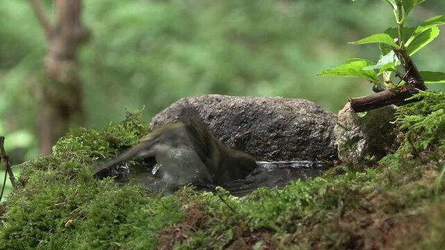 Female Chaffinch bathing in a mountain spring in a wild forest