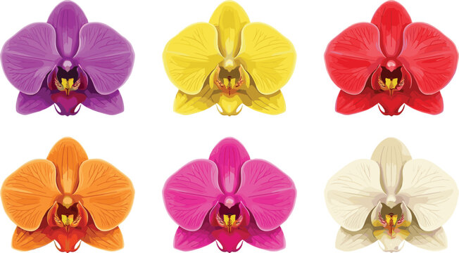 Colorful Orchid Flower Head Blossom Vector Icon Set with Tropical Phalaenopsis Flora for Wedding Invitations, Greeting Cards, Wall Art, and Fabric Pattern Designs