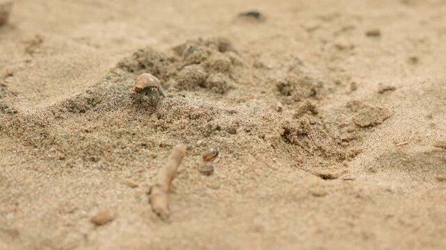 Close-up footage captures small hermit crabs crawling across warm golden beach sand, their shells visible as they navigate around twigs and debris on textured sandy surface in soft natural daylight.