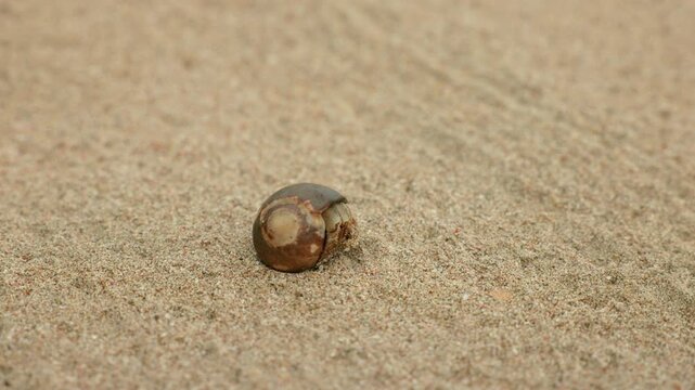 Small hermit crab hiding in shell emerges cautiously and begins crawling across fine sandy beach. The tiny crustacean extends its legs and antennae from spiral shell home as it navigates the warm.