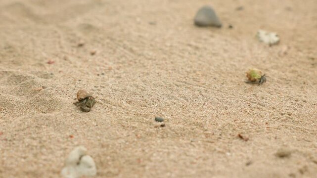 Small hermit crabs in spiral shells traverse warm golden sand on a tropical beach, their tiny legs leaving delicate trails as they navigate past scattered pebbles and coral fragments in soft daylight.