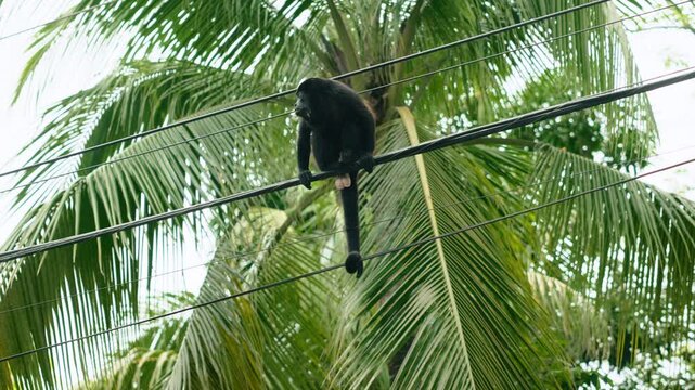 Black howler monkey perches on electrical power lines against lush green palm tree fronds in tropical jungle environment. Primate rests with long tail hanging down in natural wildlife scene.