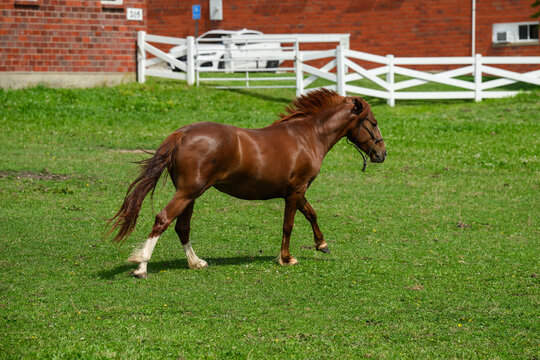 brown mustang horse running in green pasture