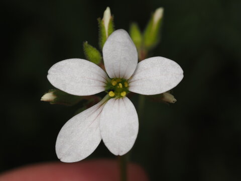 Una peque&ntilde;a flor blanca de cuatro p&eacute;talos, probablemente Erophila verna o similar, destaca en primer plano contra un fondo oscuro. Se aprecian sus estambres amarillos en el centro y capullos verdes.