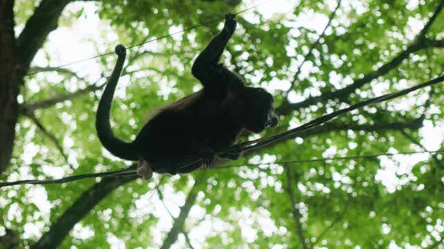 Black spider monkey skillfully navigates along cables with prehensile tail curved overhead. Lush green tree canopy creates bokeh background as primate moves through tropical forest habitat.