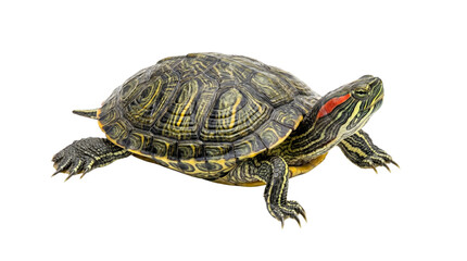 Obraz premium A turtle with a patterned shell and red markings on its head and neck, isolated on a white background