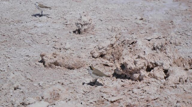 video animales deseirto Atacama Laguna Clip-1
