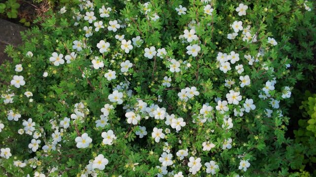 Garden filled with small white flowers in springtime sunshine near a stone path in a residential area