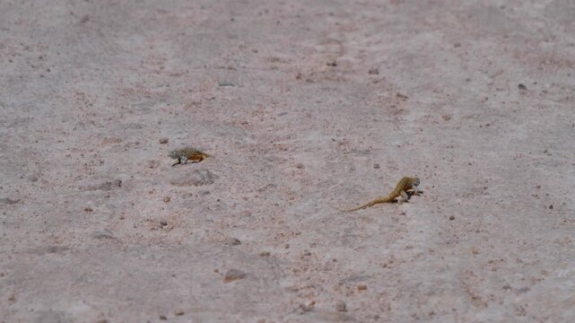 video animales deseirto Atacama Laguna Clip-4