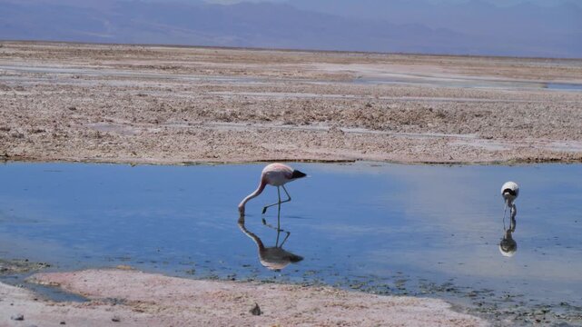video animales deseirto Atacama Laguna Clip-6