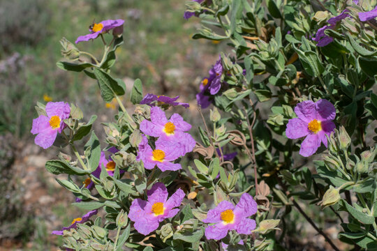 Wild Cistus albidus in full bloom