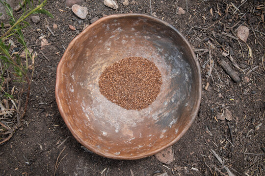 Clay plate of black sage seed on earth