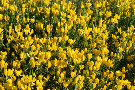 Wild Spartium junceum in Spain