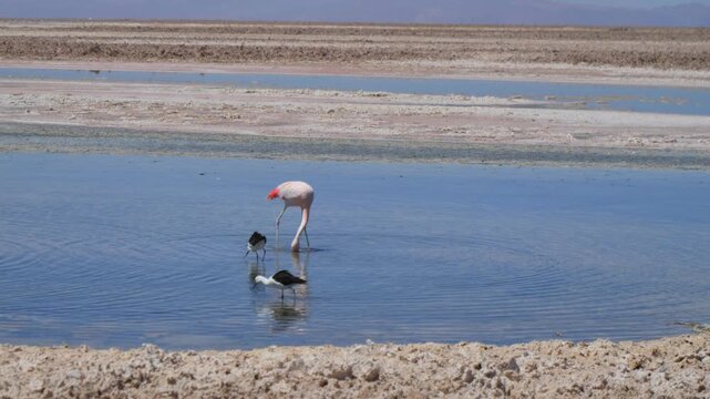 video animales deseirto Atacama Laguna Clip-9
