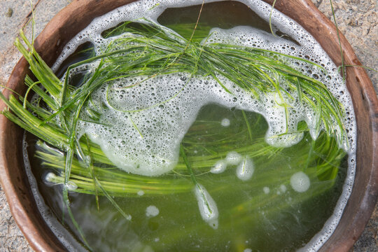 Yucca leaves in clay bowl of water