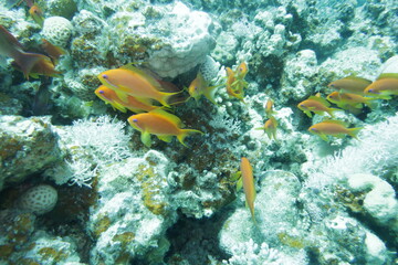 coral reef with fish © Donald