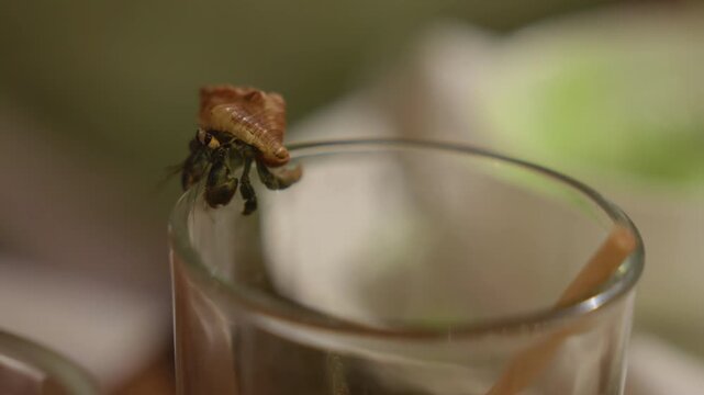 Tiny hermit crab with orange spiral shell climbs along the rim of a clear glass cup. Macro footage captures delicate legs and antennae in soft natural light with blurred green background.