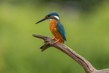 Obraz premium European Kingfisher in England, United Kingdom, perched on a natural branch with a plain background. Vibrant blue and orange plumage of this iconic British wildlife species.